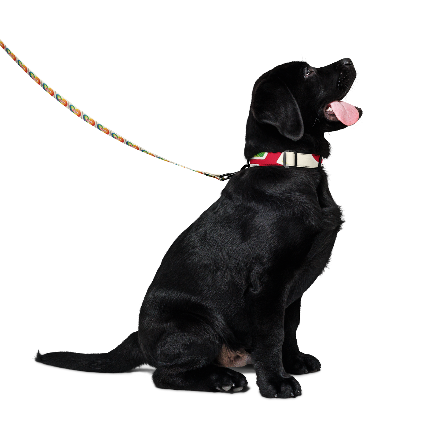 Love and Rainbows - Pet collar & leash