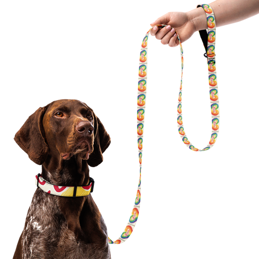 Love and Rainbows - Pet collar & leash